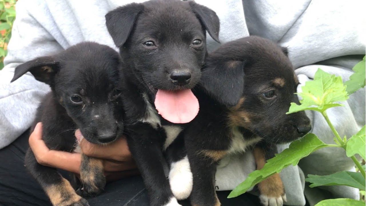 Rescue 7 hungry puppies in the abandoned construction site