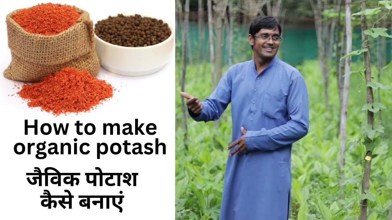 How to make organic potash by akash chourasiya, जैविक पोटाश कैसे बनाएं