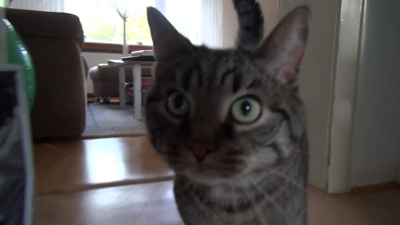 Lex, First test of Sony HDR-CX730