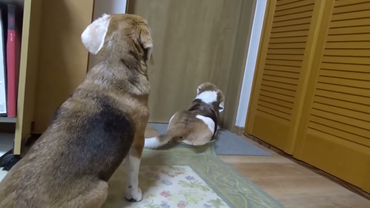 ﾋﾞｰｸﾞﾙ犬ﾌﾞﾛｸﾞ“TARO＆JIRO”とともに Enjoy life! ｢思い出動画“朝ごはんをもらえるのを待つTARO&JIRO！”｣（１０か月前）