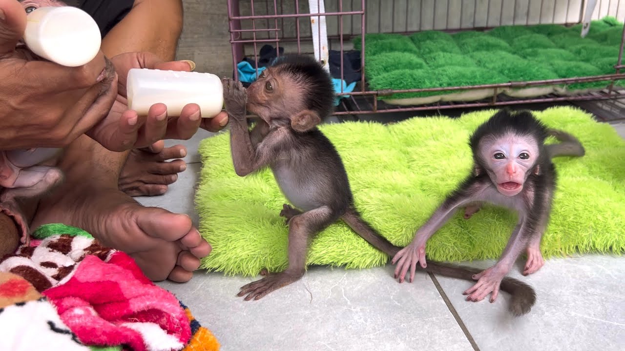 Parker's little monkey scares Erna with his scary facial expression
