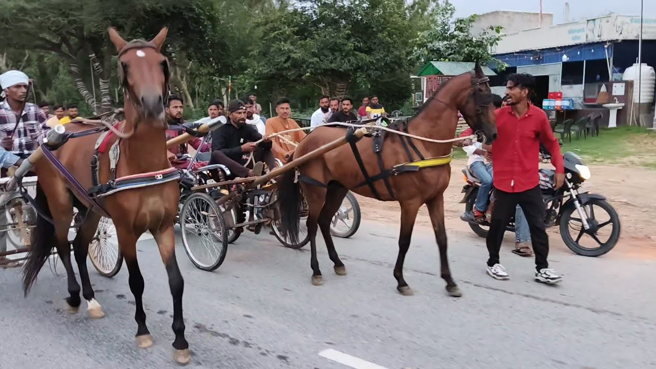 झुंझुनू हॉर्स रेस 20/7/2025/सोहिल भाई अब्दुल्ला उस्ताद विनर 10km 🥇🏆🐎