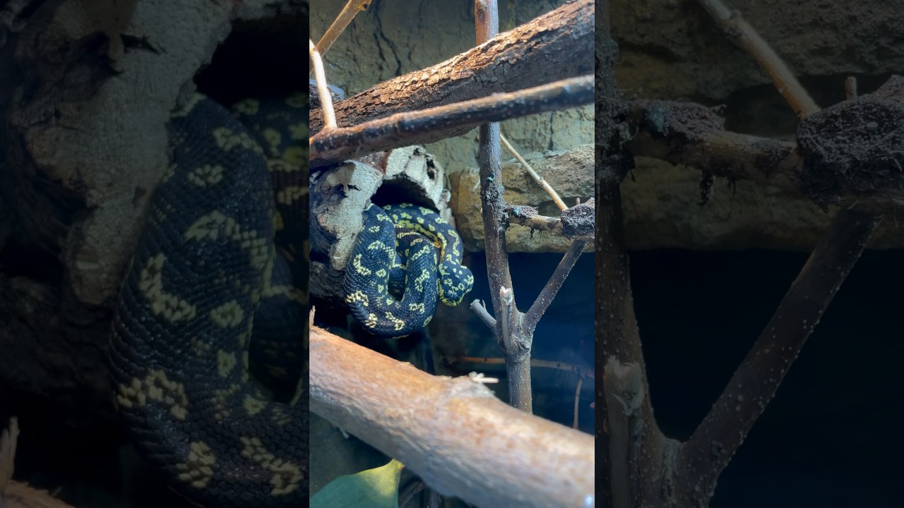 Bioactive Carpet Python enclosure using @TheBioDudeJoshHalter Terra Fauna substrate!