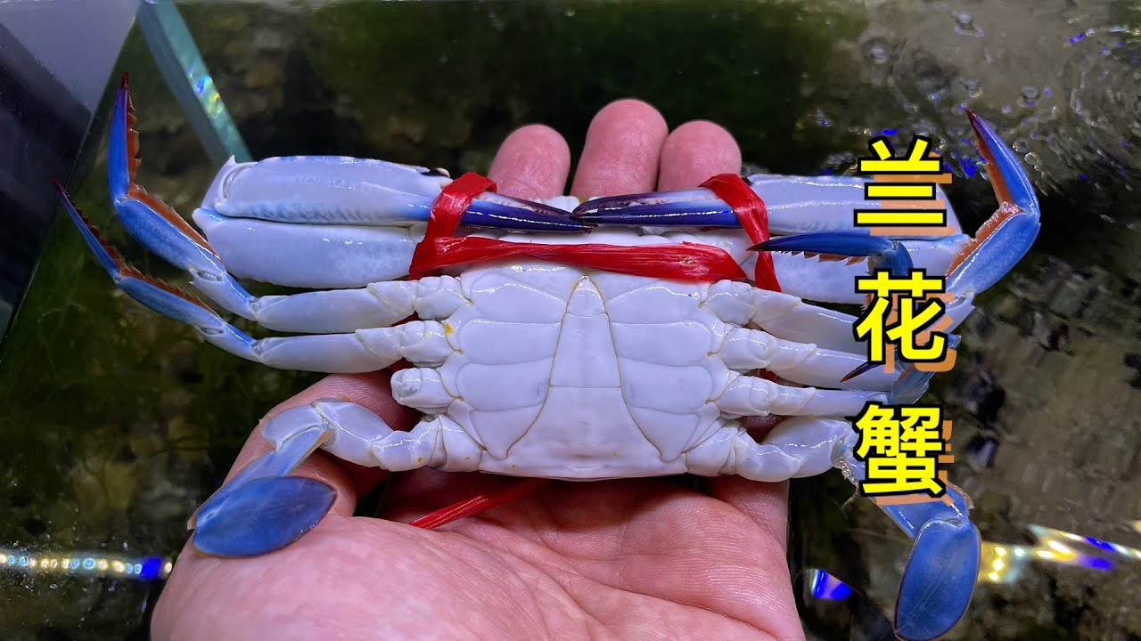 一波三折，海鲜档的兰花蟹当宠物能养活吗？