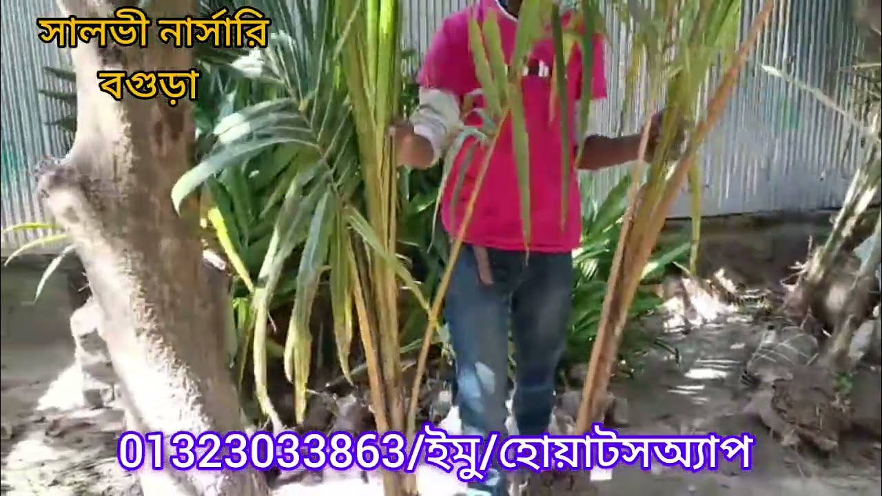 হাইব্রিড খাটো যাতের নারকেল চারা ও সুপারি চারা ডেলিভারি দেশি বিদেশি সব ধরনের ফলের চারাপেতে01323033863