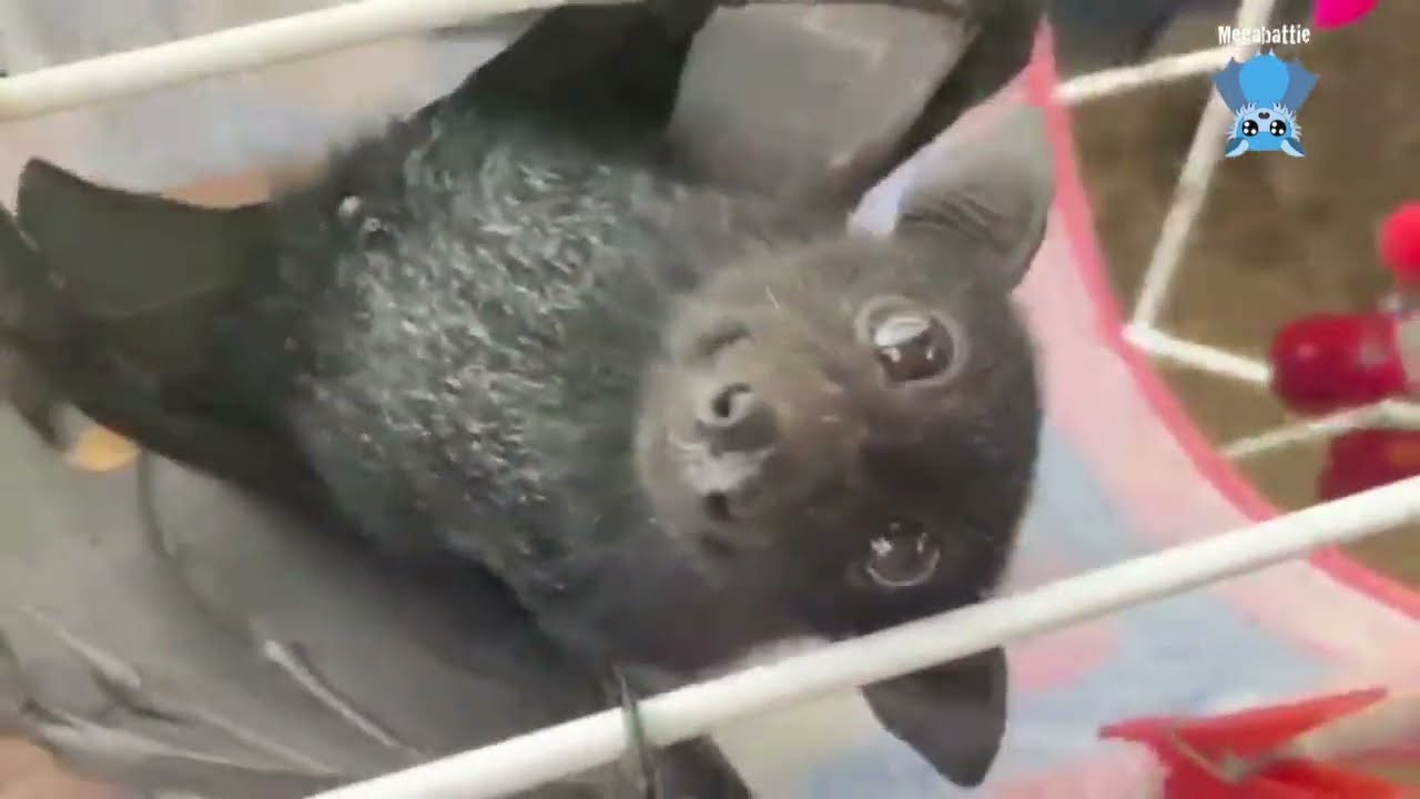 Delightful clips from Mandi's life and aviary:  Pigeon, Cottontop & the crowd