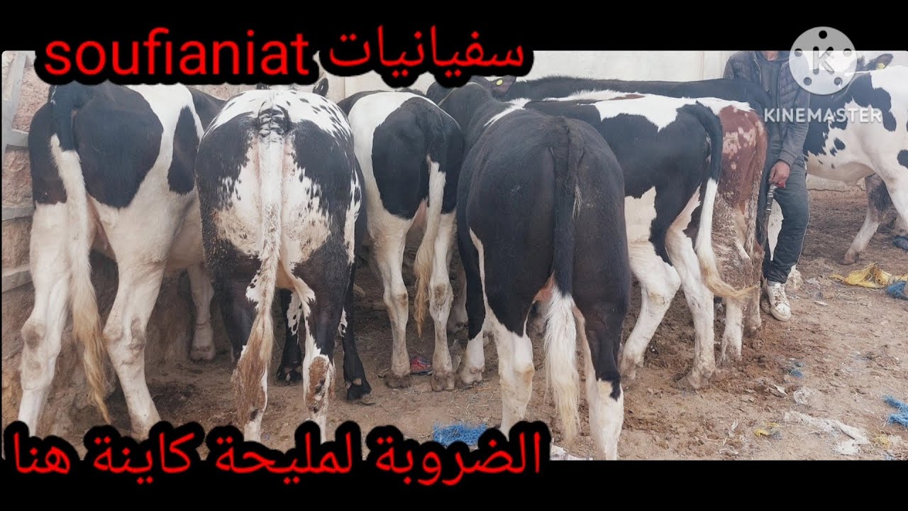 ضروبة عيد الاضحى مباشرة من سوق ابي الجعد، لمليح ديال بصح.1\6\2023 .مع سفيان فرجة ممتعة 0610286901