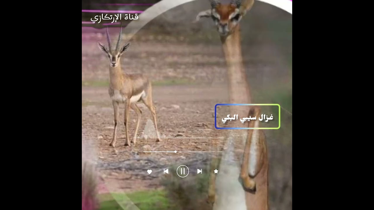 ادم الطيب ⭐غزال سيبي البكي