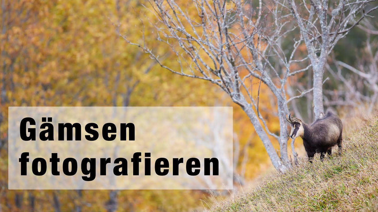 Gämsen fotografieren