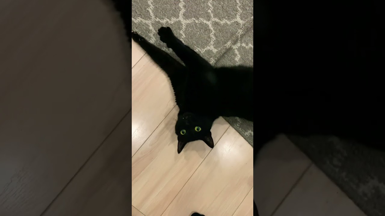 Why is he like this? #cat#blackcat#therian#therianthrophy#foxtherian#cattherian#antizoo