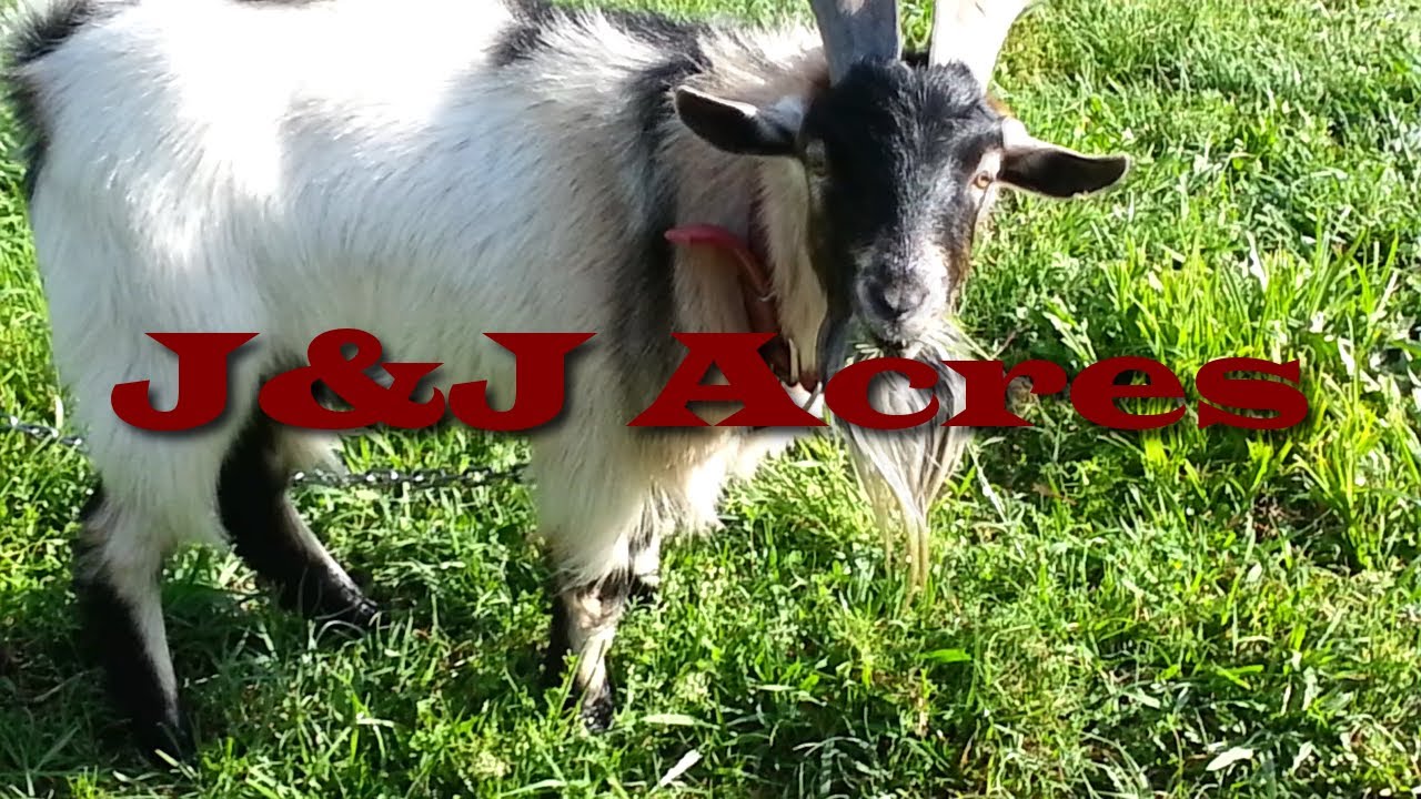 Keeping Goats for weed control - Time to mow the yard