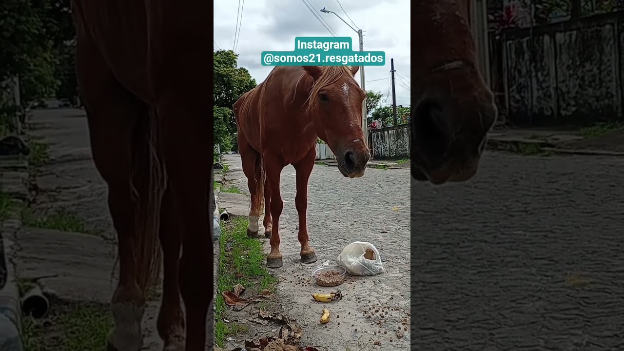 ÉGUA LINDA E MALTRATADA NAS RUAS DE RECIFE PE 