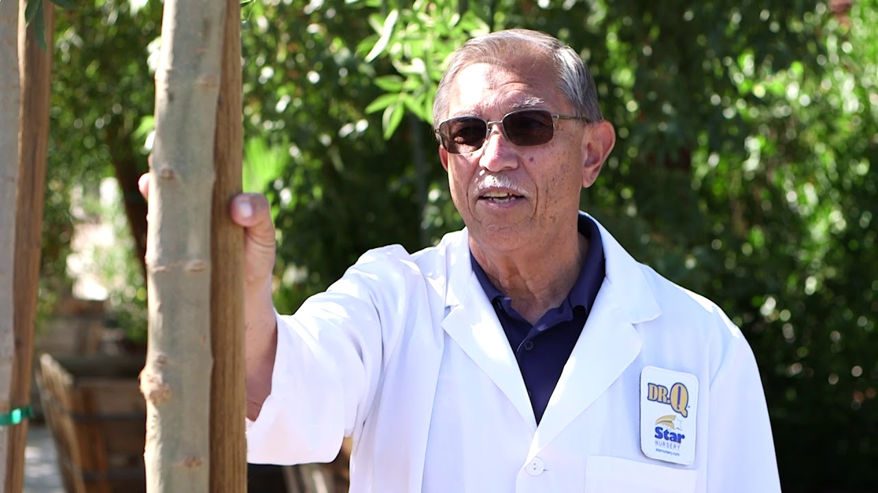 Star Nursery Dr Q Protect Trees from Wind Damage 2020