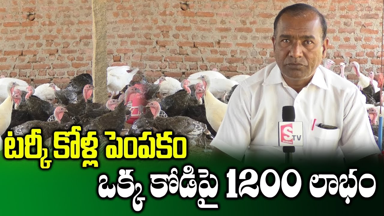 Commercial Farming of Turkey Birds || High Profit Turkey Farming Business || SumanTV Rythu