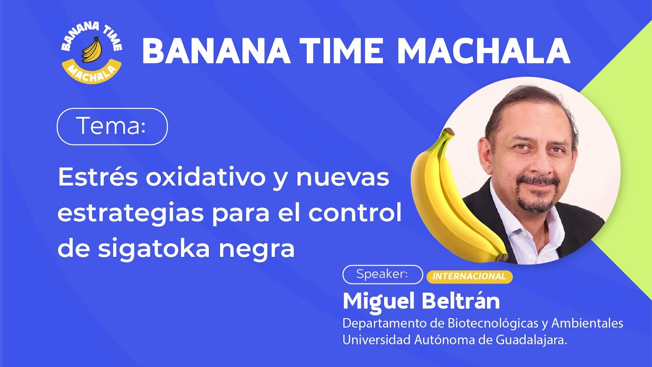 Sigatoka Negra: Nuevas Estrategias de Control - Miguel Beltrán  | Banana Time Machala 2025