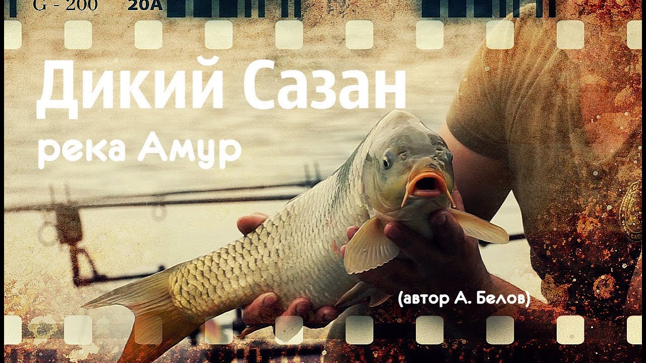 Дикий Сазан на Амуре (автор А. Белов)