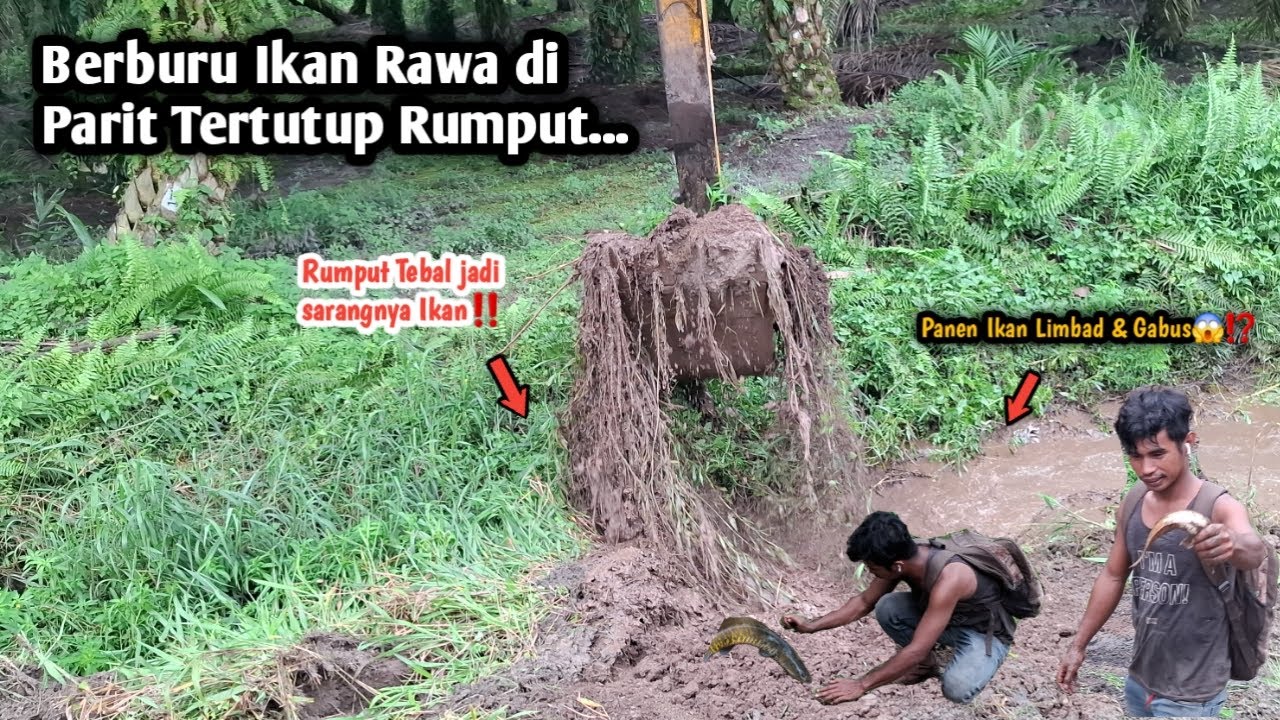 Berburu Ikan Rawa di Parit Tertutup Rumput||Rumput Tebal jadi Sarangnya Ikan😱⁉️Panen Ikan Rawa‼️