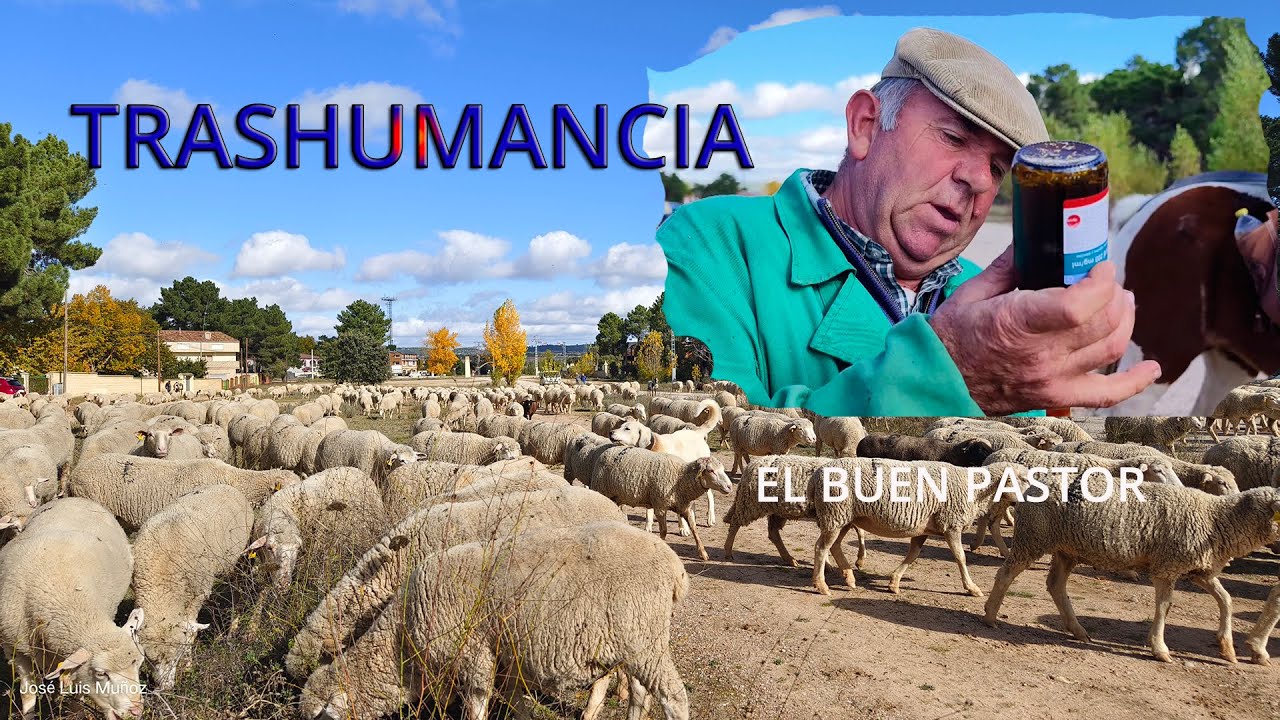 TRASHUMANCIA. EL BUEN PASTOR EN LA SEXTA ETAPA