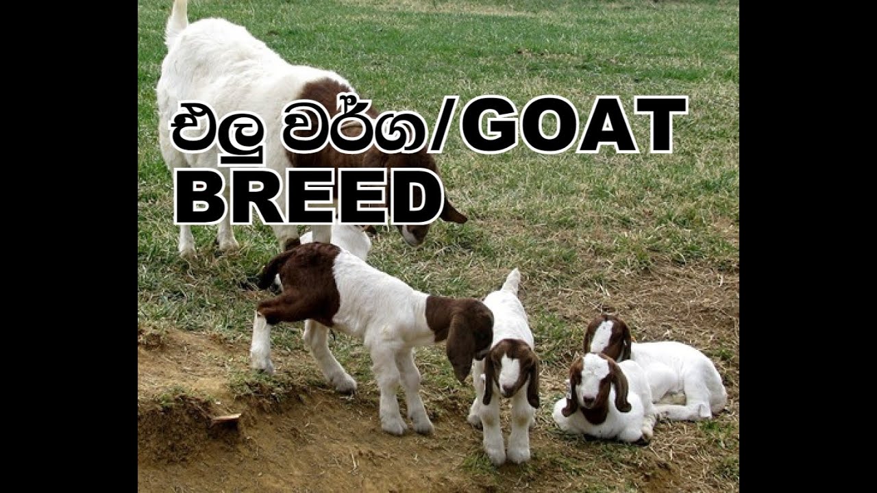 එලු වර්ග/goat breed goat farm in sri lanka  elu palanaya
