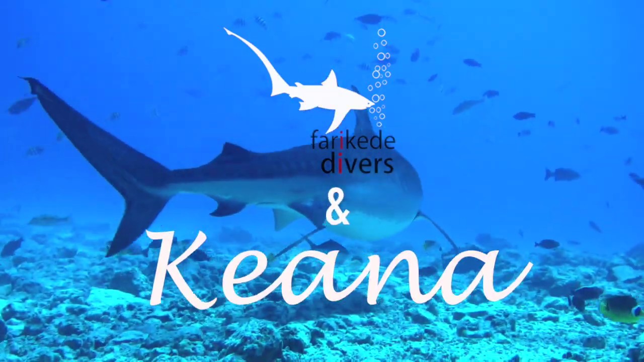 Tiger Shark Diving
