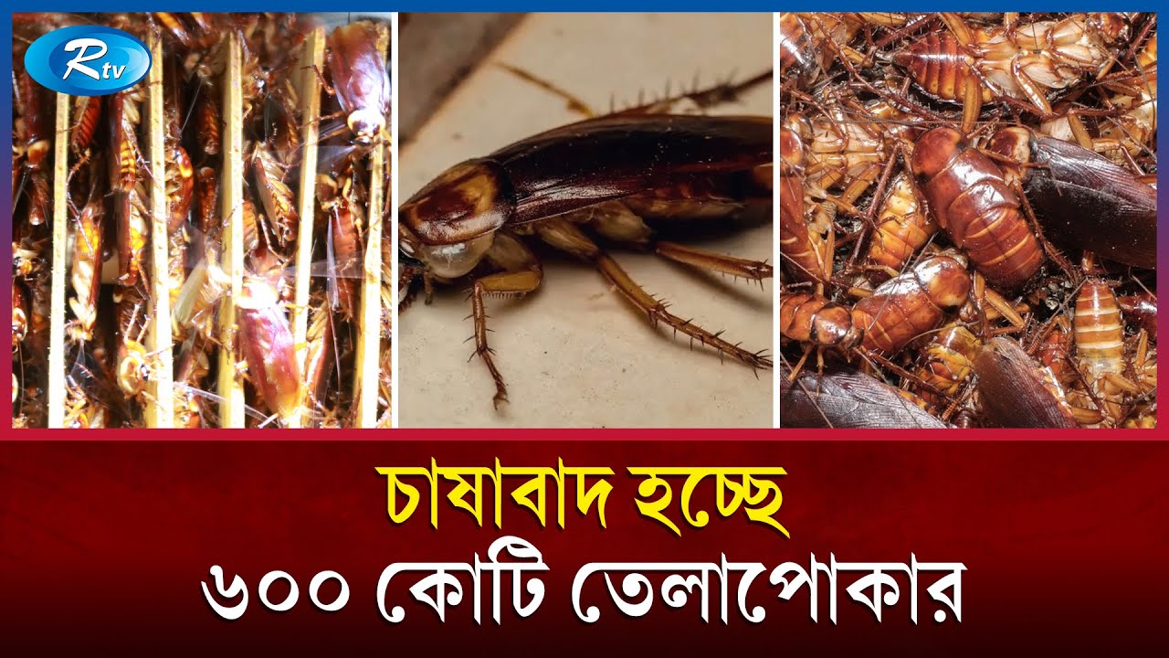 যে তেলাপোকাকে দেখে ভয়ে লাফ দেয় অনেকেই, তাই এখন চাষ হচ্ছে | Cockroach Farming | Rtv News