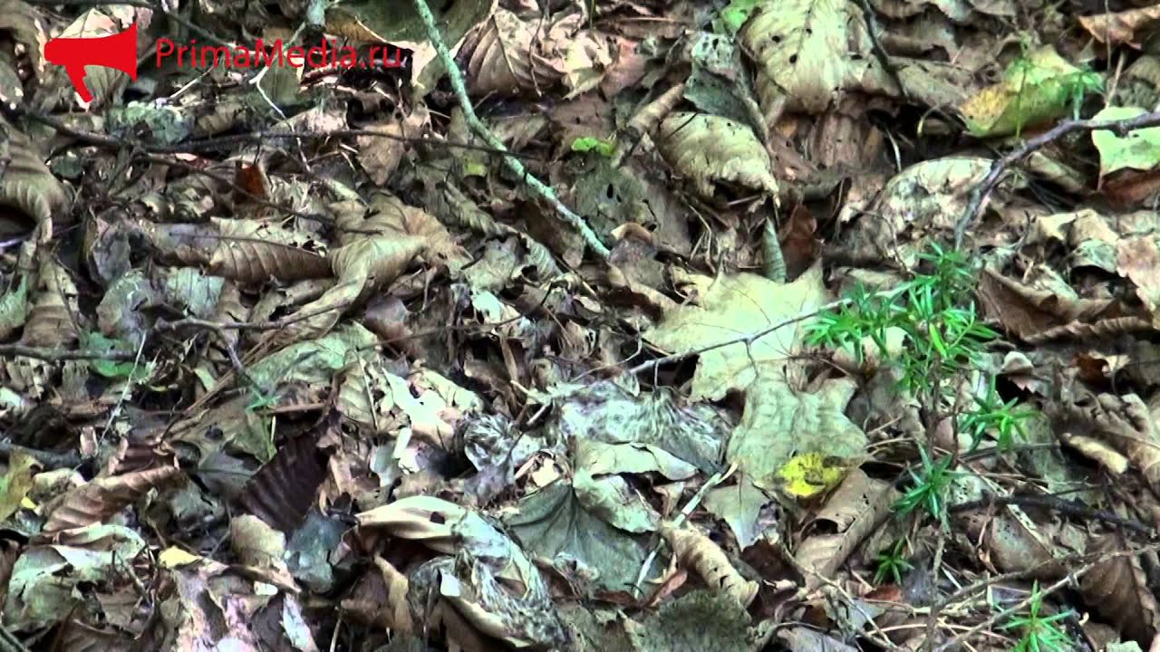 Остров Петрова