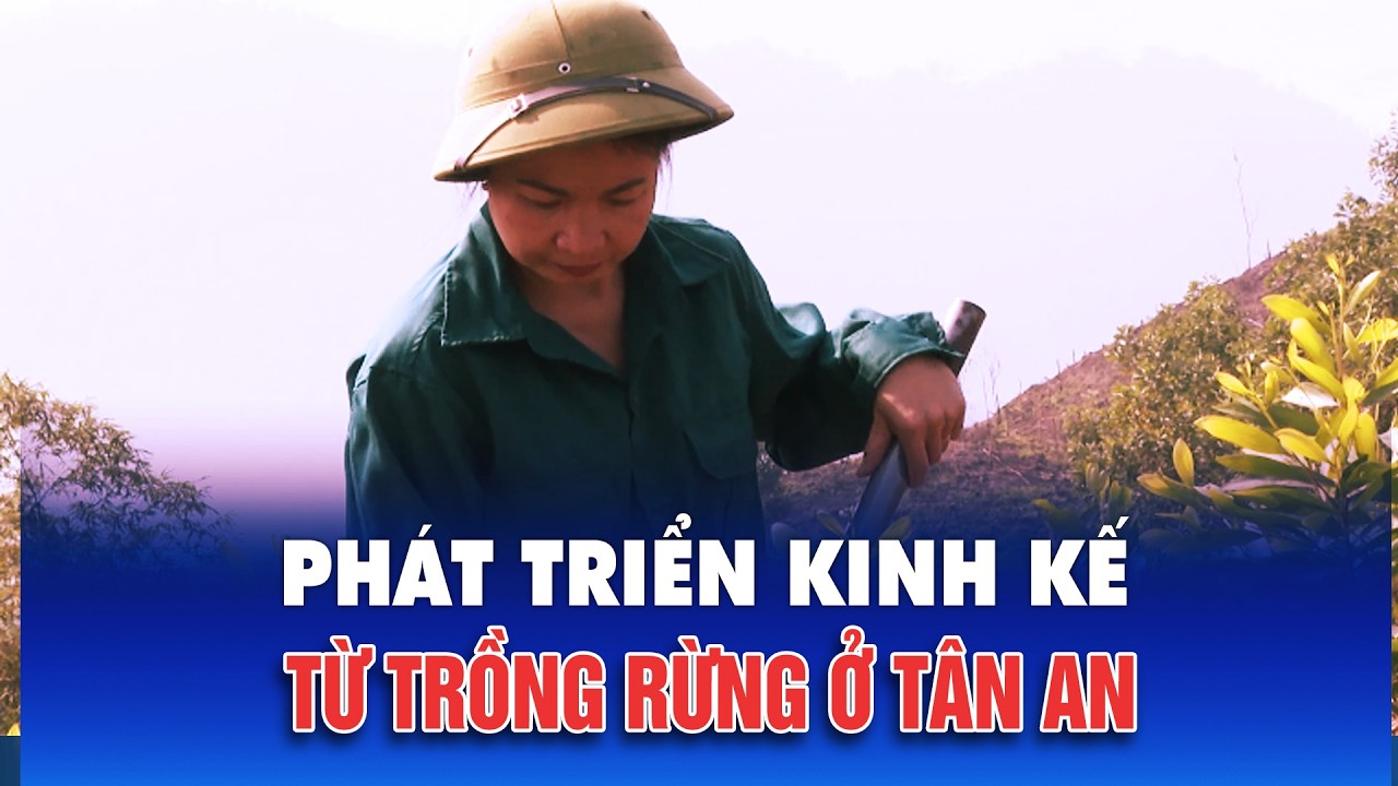 Phát triển kinh tế từ trồng rừng ở xã Tân An