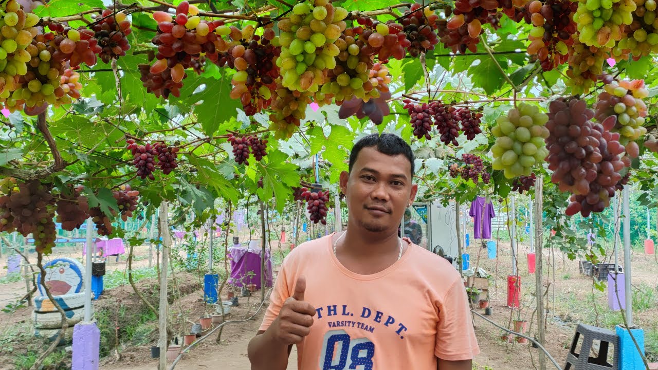 Bakit Mas MAGANDA MAGTANIM NG GRAPES SA PILIPINAS KAYSA IBANG BANSA| AGRIVENTURE EP. #3