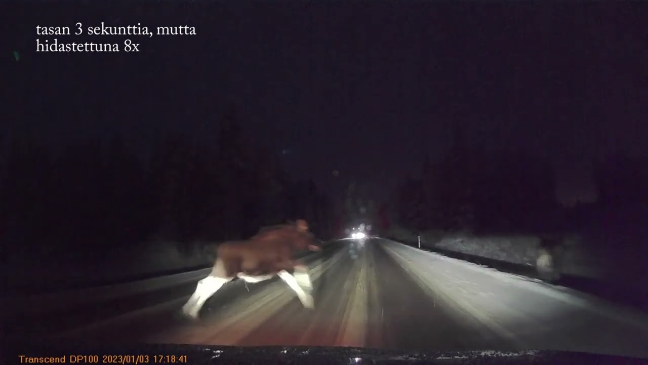 2 hirve&auml; 03.01.2023. Hirvikolari.