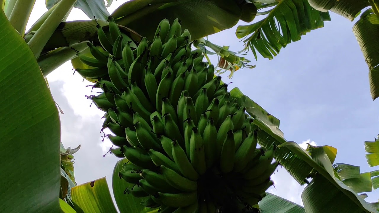 Banana prata anã (Catarina) x prata comum (Pacovam).