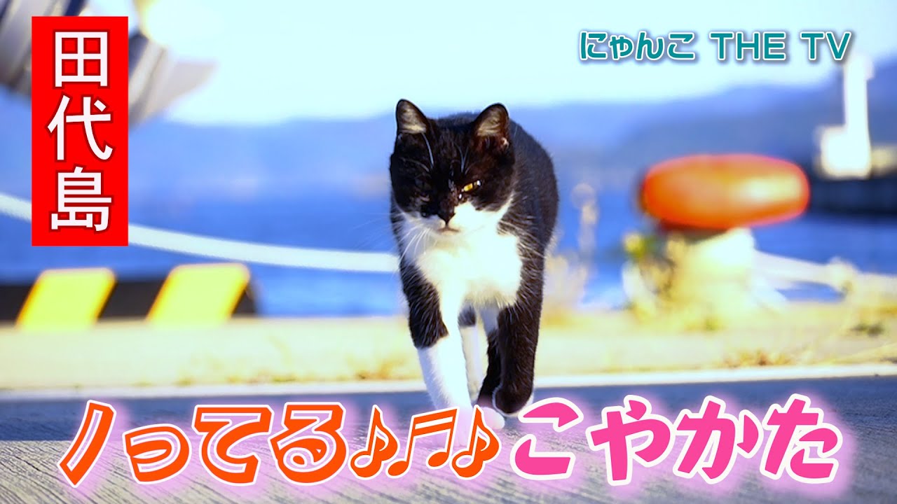 ノってる🎶♬こやかた〜無限の好奇心！