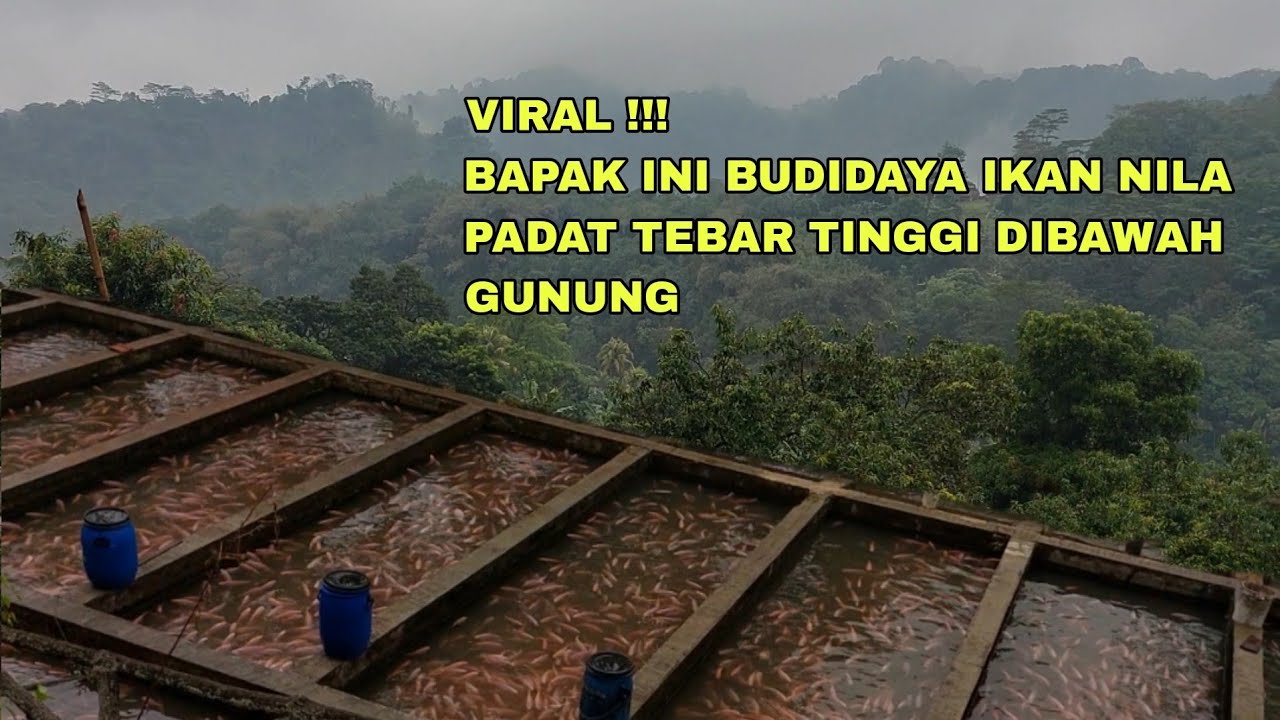 VIRAL!!! BAPAK SUKSES BUDIDAYA IKAN NILA PADAT TEBAR TINGGI DIKOLAM AIR DERAS BAWAH GUNUNG