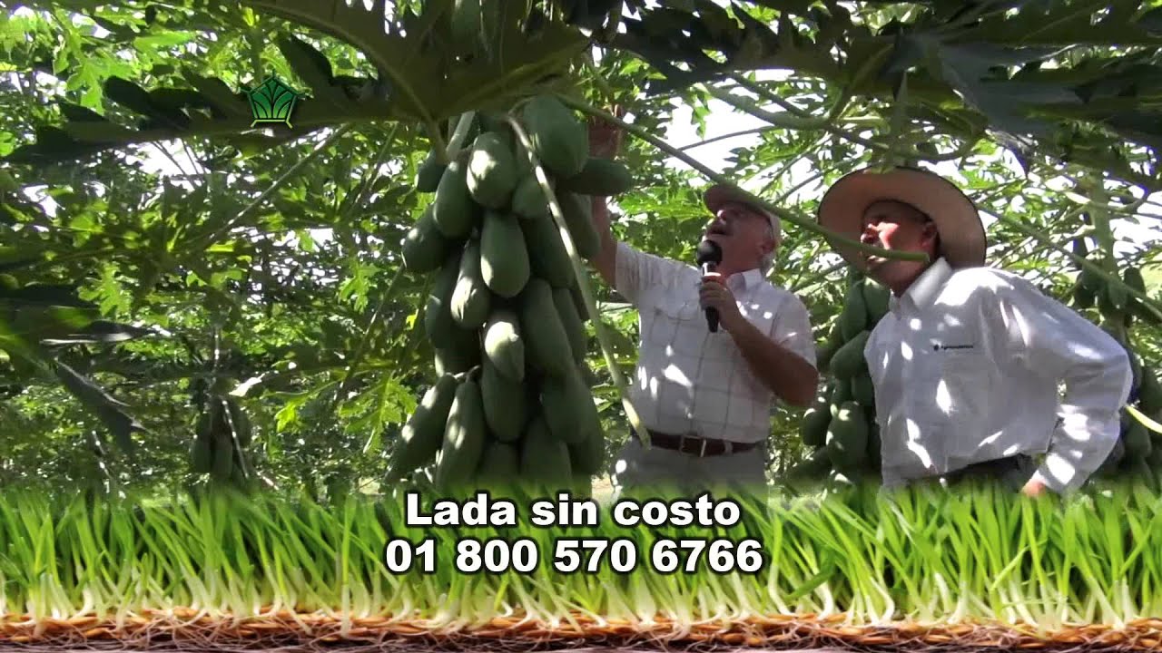 AgroScience-Papaya, Paquete de arranque.
