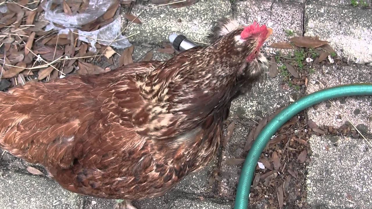 Submissive chicken pose