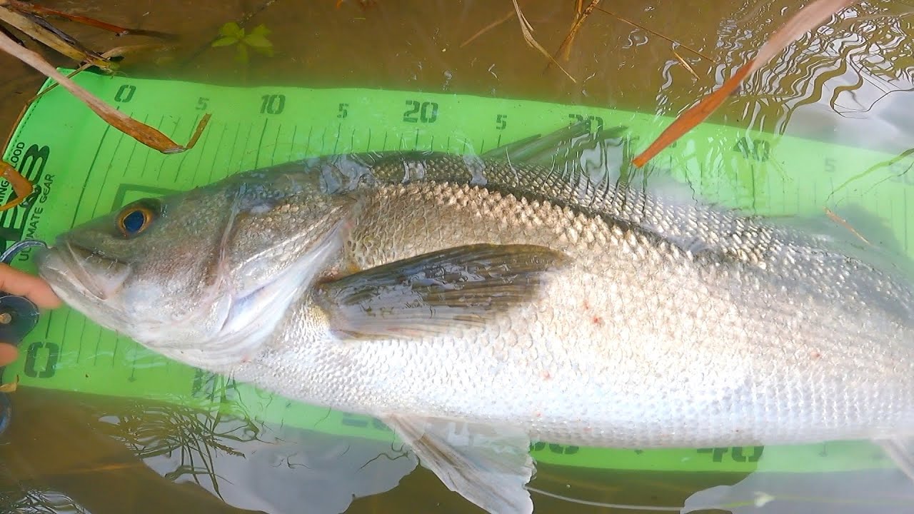 良型デイシーバス降臨！雨後の河川でとあるルアーを投げたら...【アムズデザイン】【ima】