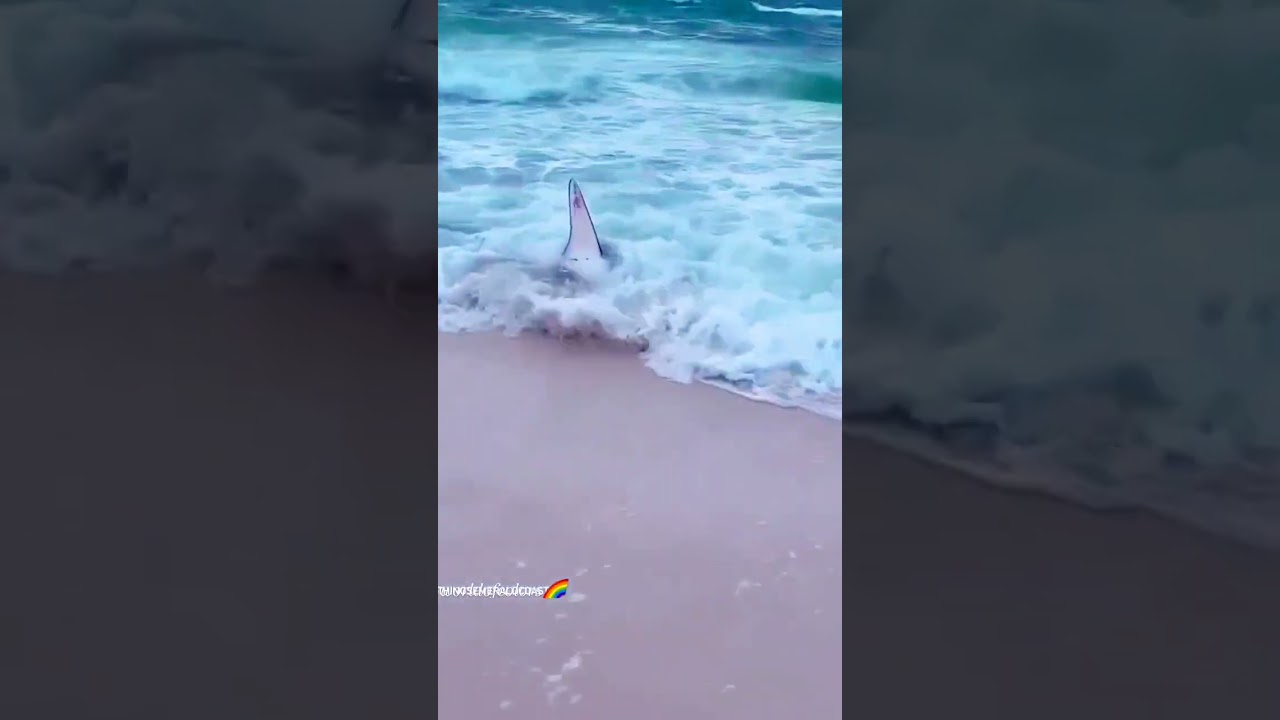 Karachi beach pr shark😱 