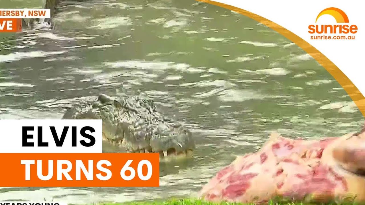 Elvis the crocodile turns 60 at Australian Reptile Park | Sunrise