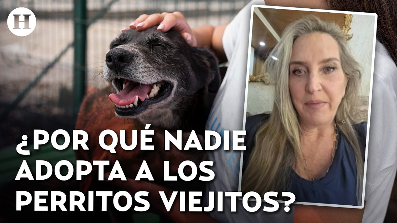 ¡Perros viejitos, negros y medianos en peligro! Alertan que son los más rechazados en adopciones