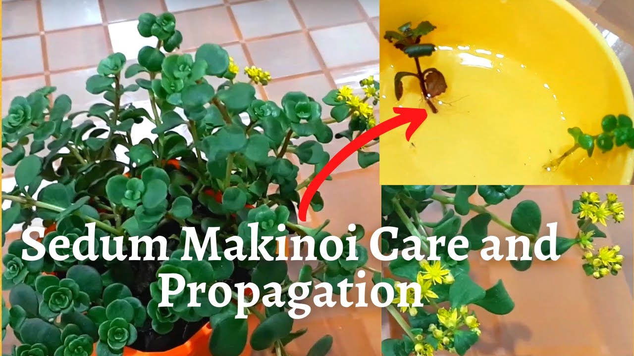 Уход и размножение очитка Макинои