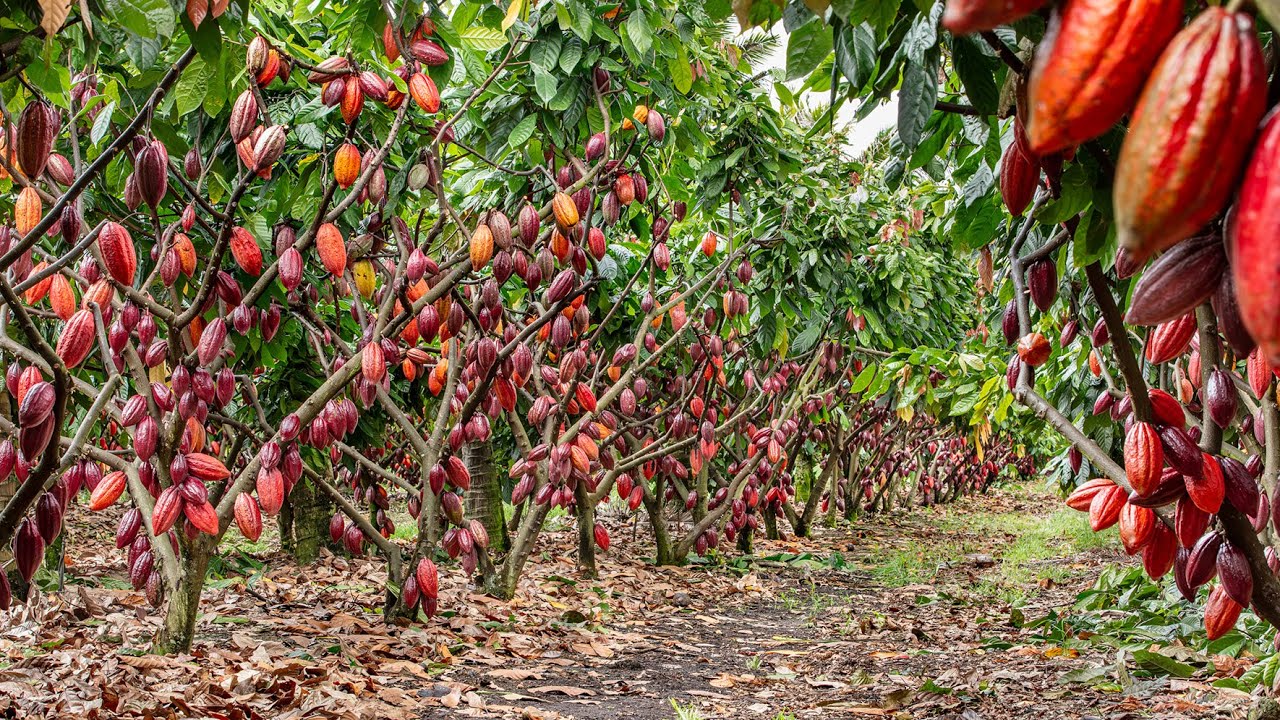 CACAU - EUNÁPOLIS - AGRICULTURA DA BAHIA