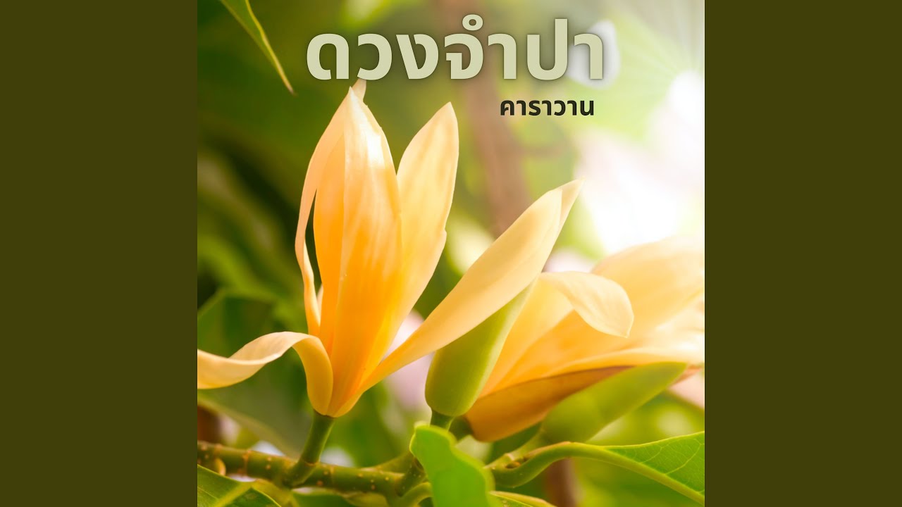 ดวงจำปา