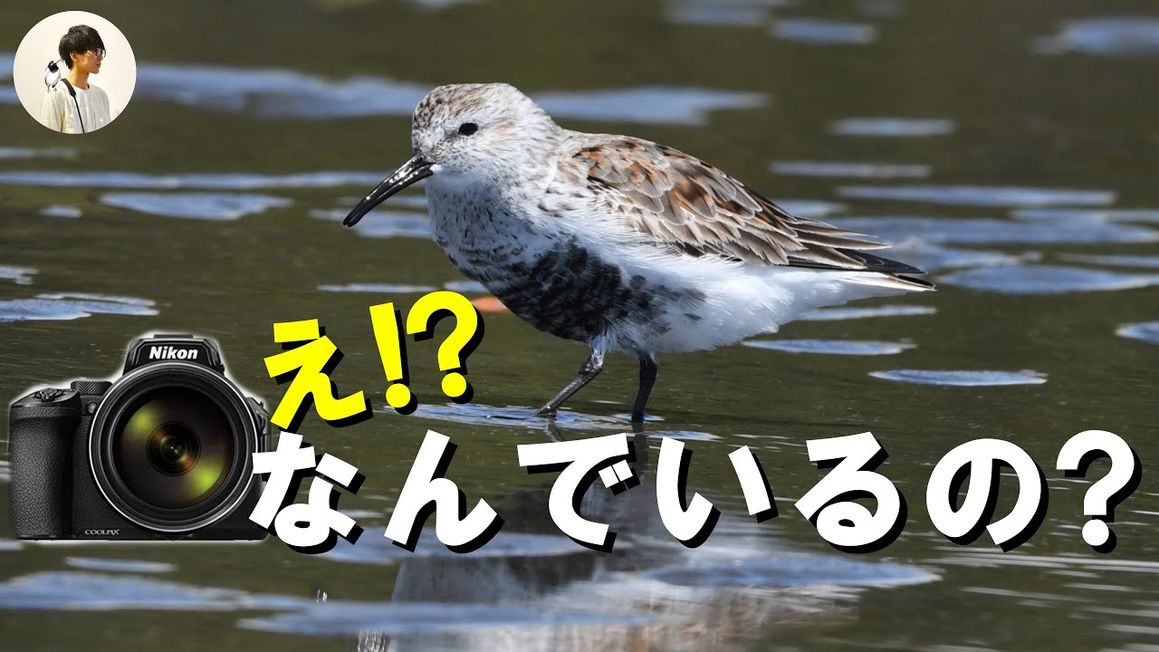 【野鳥撮影】COOLPIX P950で干潟にいるシギチを観察していると..Vlog35