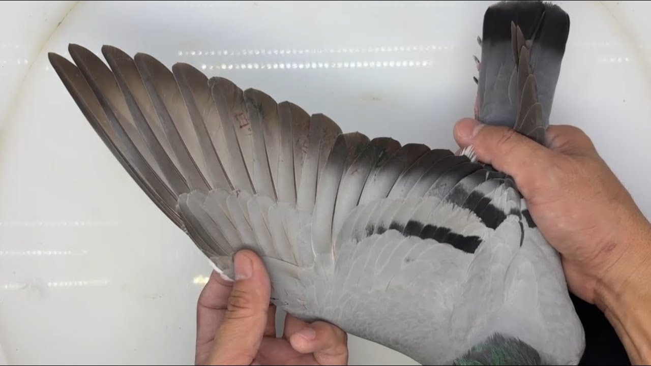 2025年屏榮信鴿聯誼會冬季南海五關綜合冠亞季軍影片欣賞#pigeon #birds  #plo銘鴿攝影 銘鴿攝影 #賽鴿 #鴿子 #pigeons