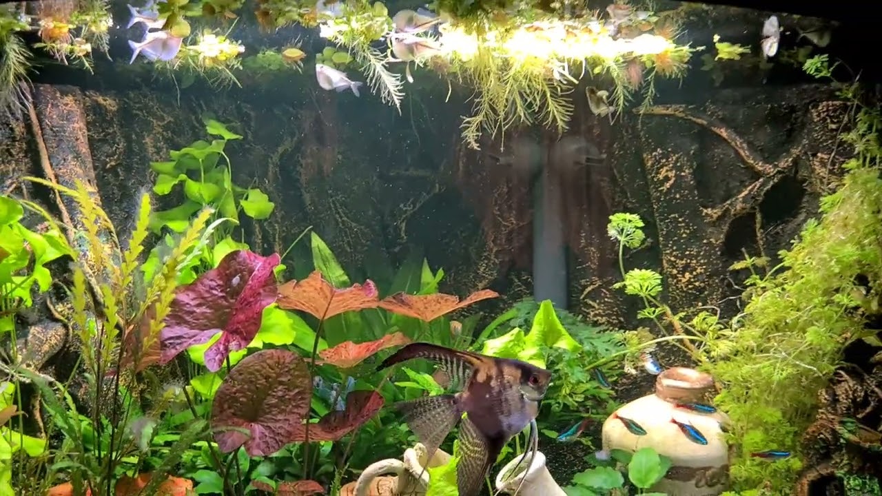 Adding silver hatchetfish