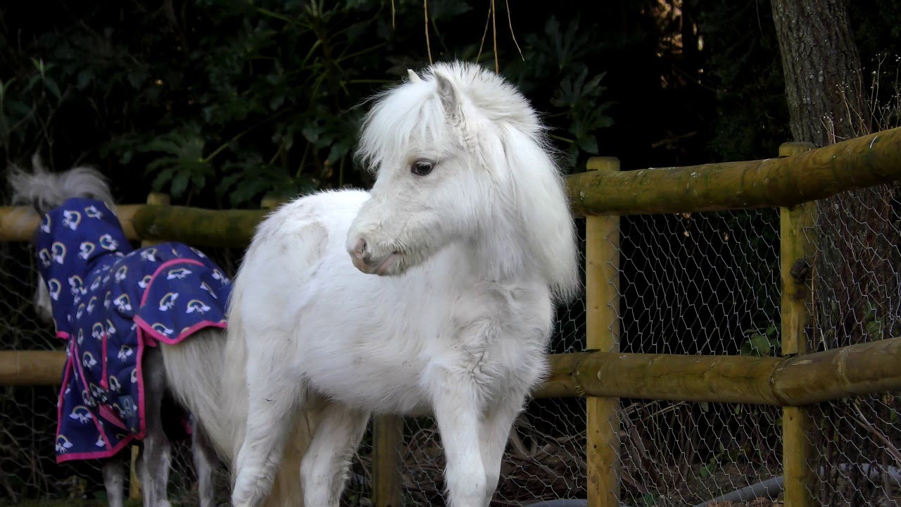 A Day With Two AMHA Fillies