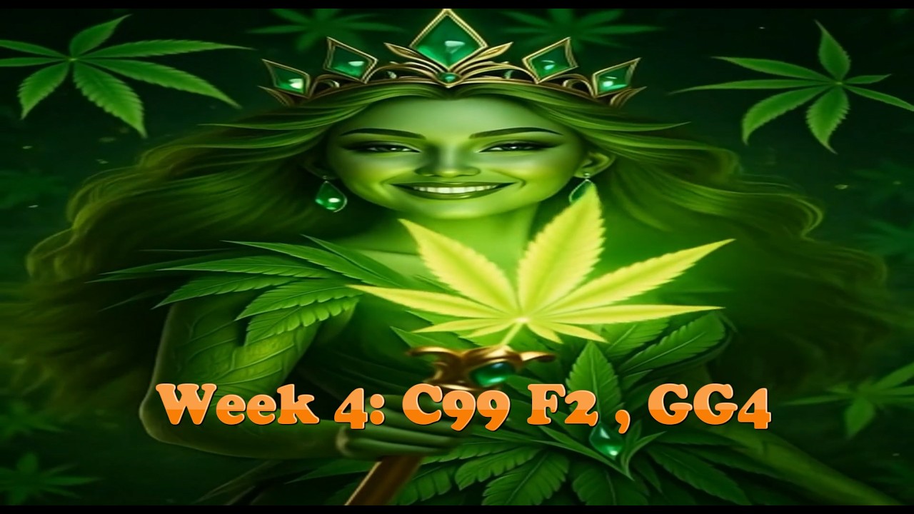 Week 4 :  C99 , GG4 : Final Lollipop & Defoliation
