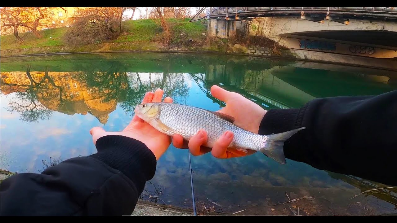 🎣 Am prins SALAI si CLENI frumosi pe Bega in luna Ianuarie - Pescuit ultra light