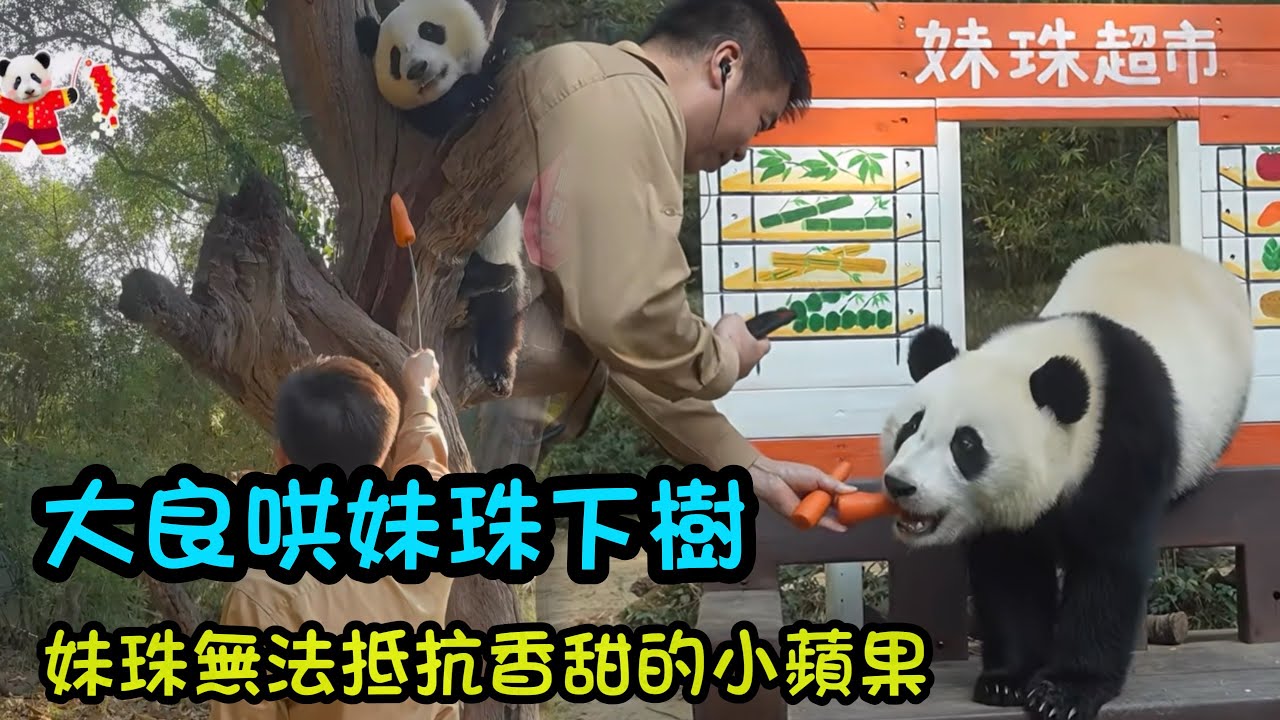 2月19日 大年初三，大良外公帶著胡蘿蔔，津奶爸帶著小蘋果哄妹珠小樹#panda #cutepanda  #熊貓妹珠
