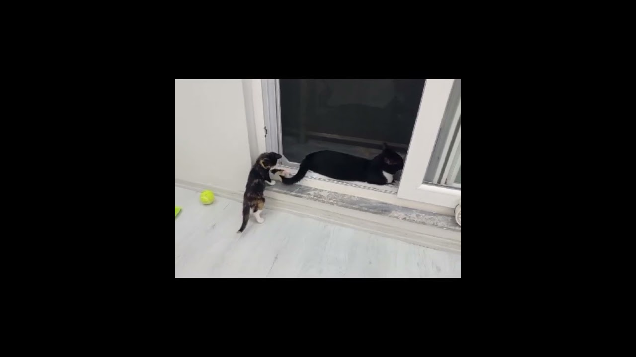 Любимая игрушка каждого котенка - мамин хвост. Или свой собственный😂 #katze #cat #кот #мачка 