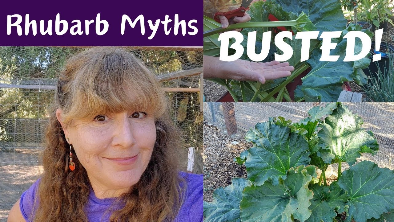 Myths Surrounding RHUBARB Simply NOT True! ~ Enjoy More Rhubarb & Stop Worrying!